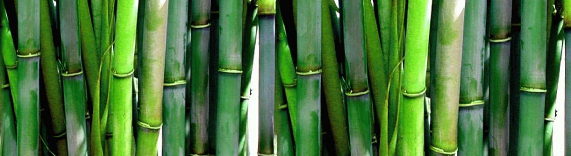 Vše o bambusových pletacích jehlicích